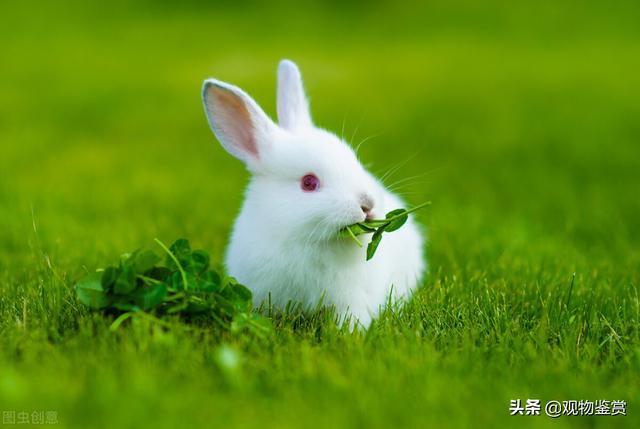 垂耳兔和迷你兔哪个好养，怎么才能让兔子更长寿