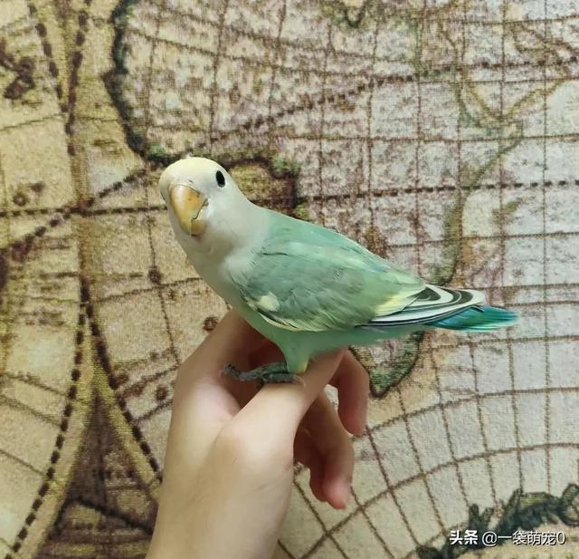 鹦鹉怎么表达喜欢你，和尚鹦鹉怎么表达喜欢你（鹦鹉喜欢你爱你信任你的表现）