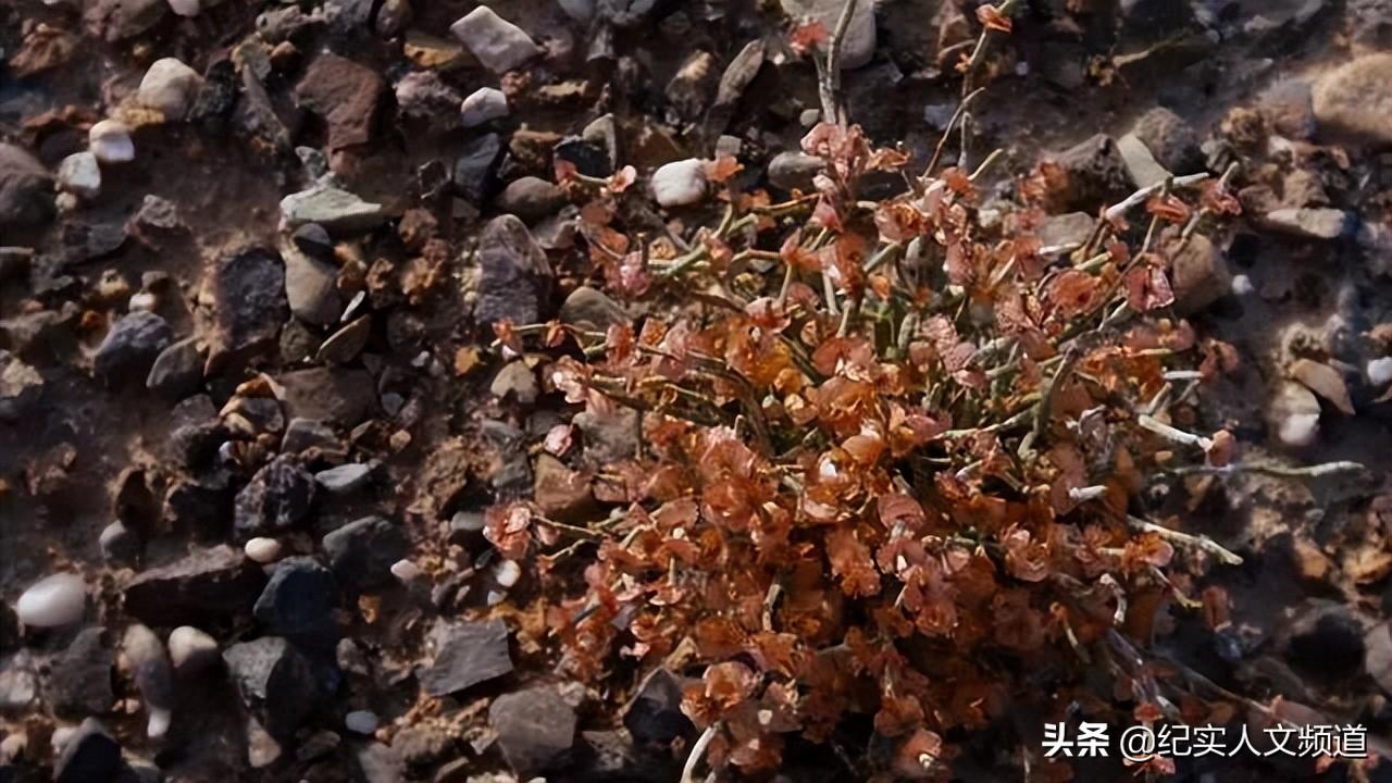 我到新疆去(我到新疆去挑战文本内容)