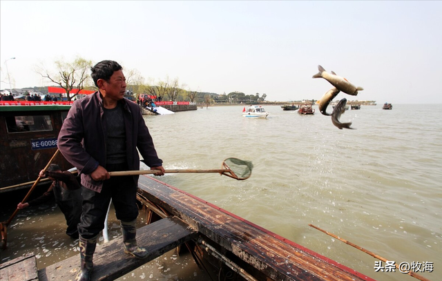 鳡鱼是什么鱼，鳡鱼是什么鱼在泗洪话里（鱼群资源“失而复现”）