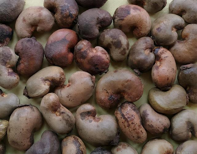 腰果壳可以吃吗腰果壳能吃吗坚果界扛把子原来长这样