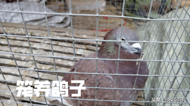 雏鸽吃什么长得快，雏鸽子吃什么食物（更有利于鸽子的生长）