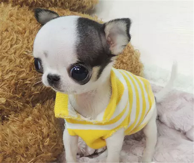 吉娃娃犬的优缺点,泰迪犬的优缺点有哪些(吉娃娃价格多少钱一只)