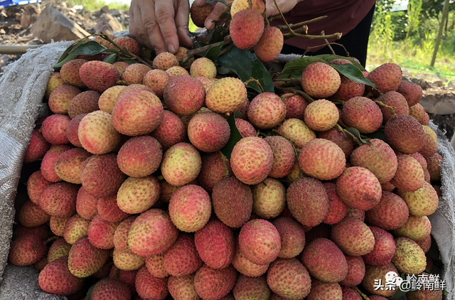 荔枝图序原文，荔枝图序原文及拼音朗读（中国最好吃的荔枝在哪里）