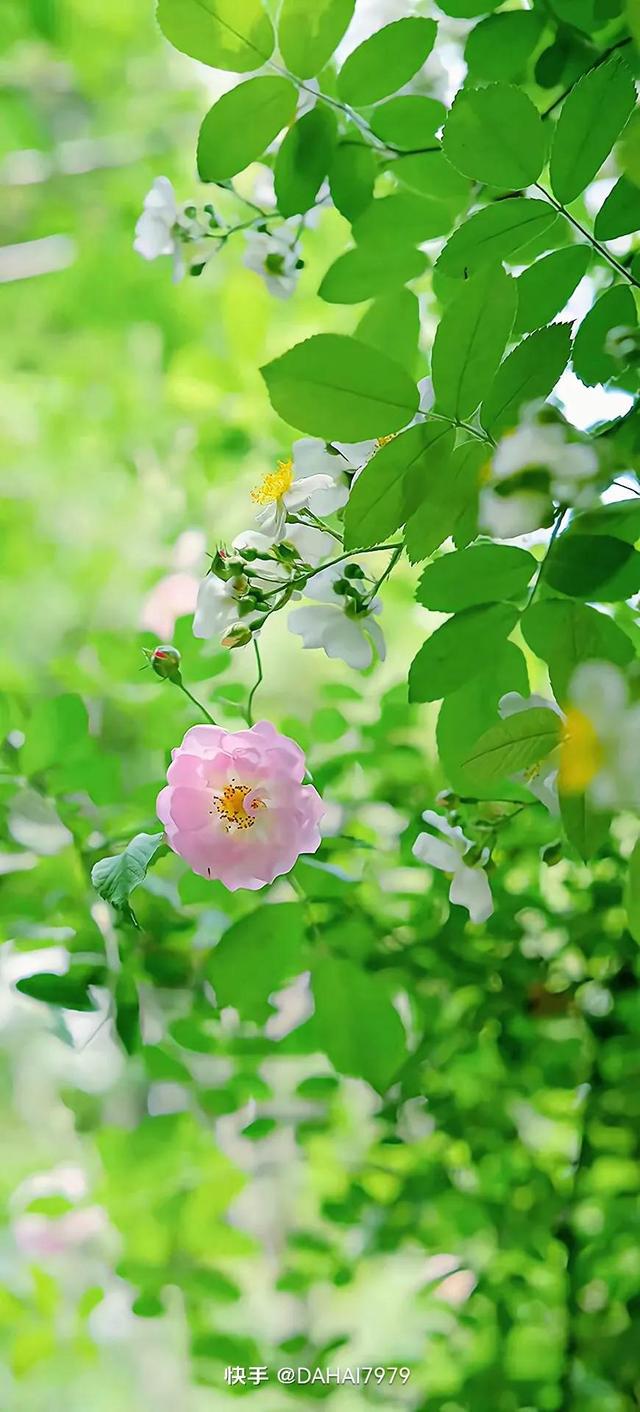 绿色聊天背景图，怎样能把微信聊天背景调成绿色的（绿色背景壁纸，好看的壁纸）