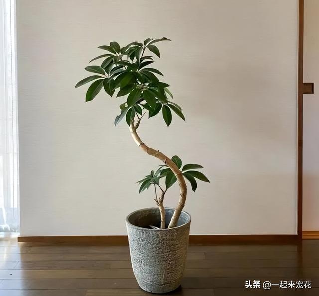 植物的叶子还有什么作用，植物的叶子还有什么作用和功能（5种叶子好看的植物）