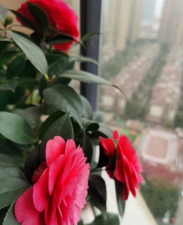 茶花树的养殖方法，花朵大、花期长、越冷越多花