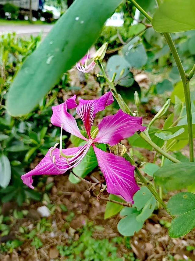 紫荆花代表什么，紫荆花代表什么精神（紫荆花的花语是亲情）