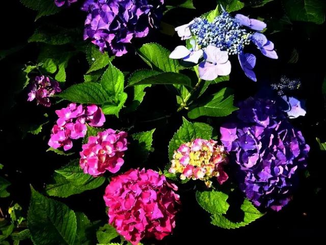 花，花好月圆人长久（72种鲜花欣赏图片）