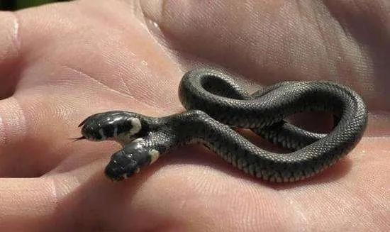 所有十大变异双头动物，独眼鲨……这些神奇的变异生物真的存在吗