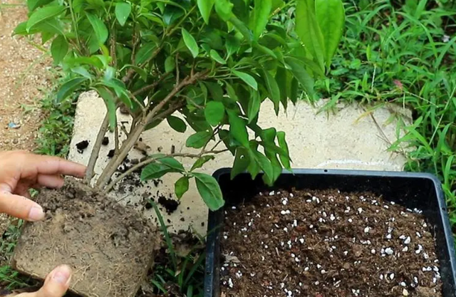 茉莉花如何种植，紫茉莉怎么种植（只要修剪到位）