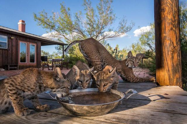 欧美吴彦祖，微信头像，欧美吴彦祖（2018年度最佳野生动物摄影作品图集）