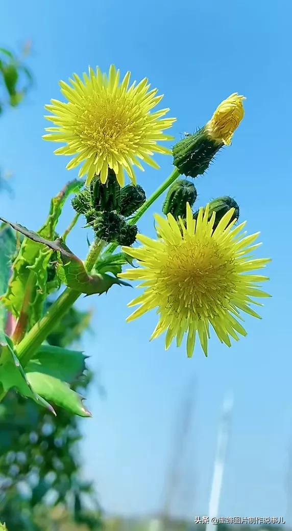 风景美图，风景美图壁纸（鲜花争艳，美景如画，过目不忘）