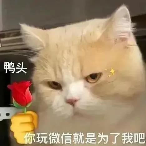 萌宠表情包，微信头像，萌宠表情包（萌宠表情包：我的爱是垃圾吗）
