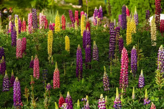 春天开的常见的花，春天的花有哪些（春天的花有哪些 名字）