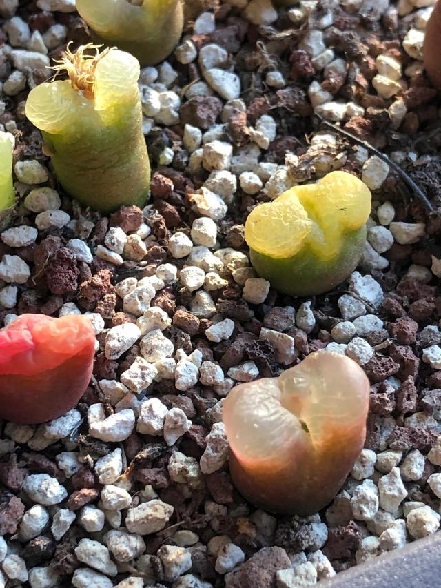 多肉灯泡，自家多肉 请君欣赏（多肉灯泡怎么养）