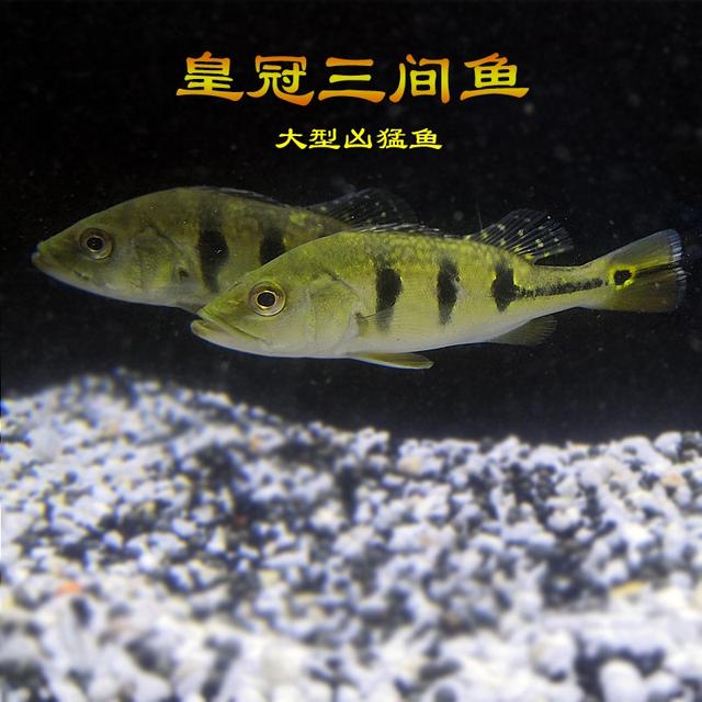 大型淡水鱼品种大全，国内淡水鱼品种大全集（国内十大适合家养的大型观赏鱼）