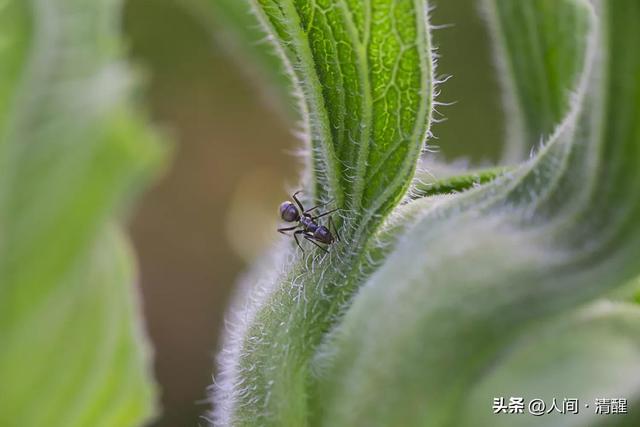 蚂蚁喜欢吃什么食物,大象爱吃什么东西(关于各种蚂蚁的简介) 蚂蚁喜欢吃什么食物,大象爱吃什么东西(关于各种蚂蚁的简介)
