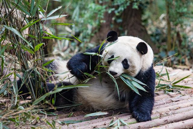成都网红打卡景点，成都网红打卡景点推荐（这6个地方一定不可错过）