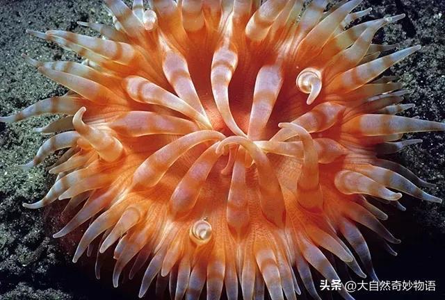 海葵是动物还是植物，珊瑚是动物还是植物（海葵究竟是动物还是植物呢）