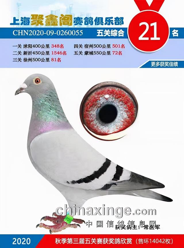 什么鸽子引天落，什么叫天落鸽子（引赛绩鸽修得正果——飞出三关鸽王冠军）