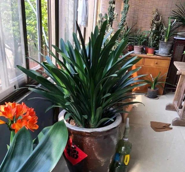 大花君子兰，君子兰开花条件（君子兰冬天要“富养”）