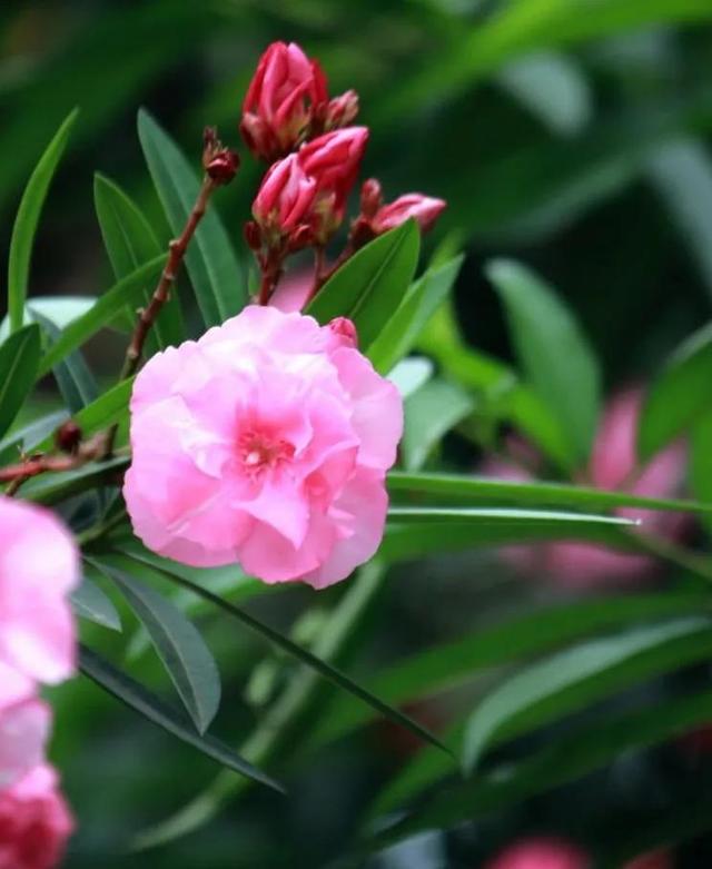 令尊令堂是什么意思，令尊,令堂分别是什么意思（令尊令堂）