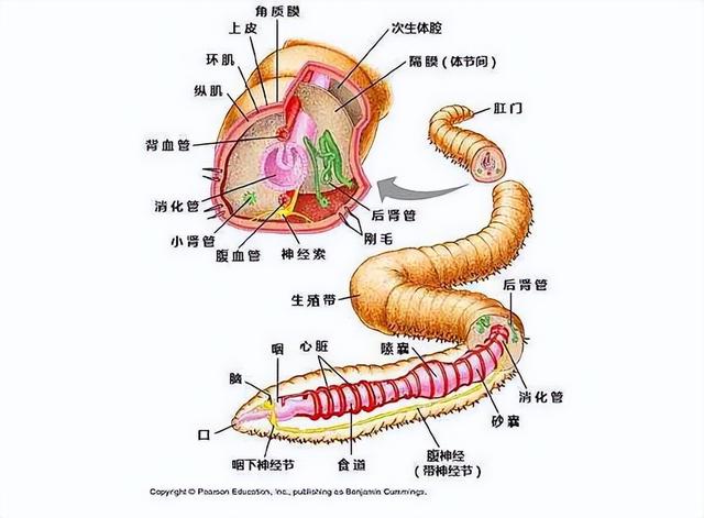 水蛭是什么东西，水蛭是什么东西治什么病（鸡吃水蛭，会被水蛭钻破肠胃吗）