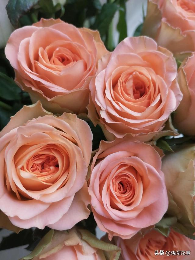 表白用什么花合适，表白一般送什么花合适（第一次表白如何选花）