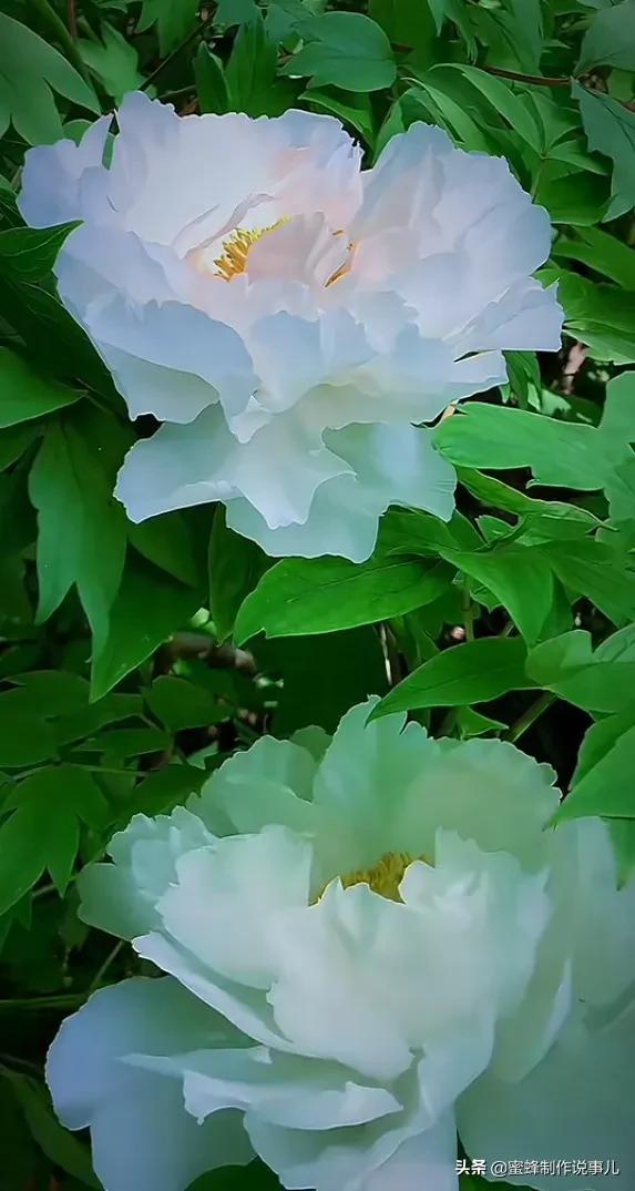 适合做微信头像的花朵图片，微信头像风景花朵图片     春暖花开（春暖花开的季节，美如仙境）