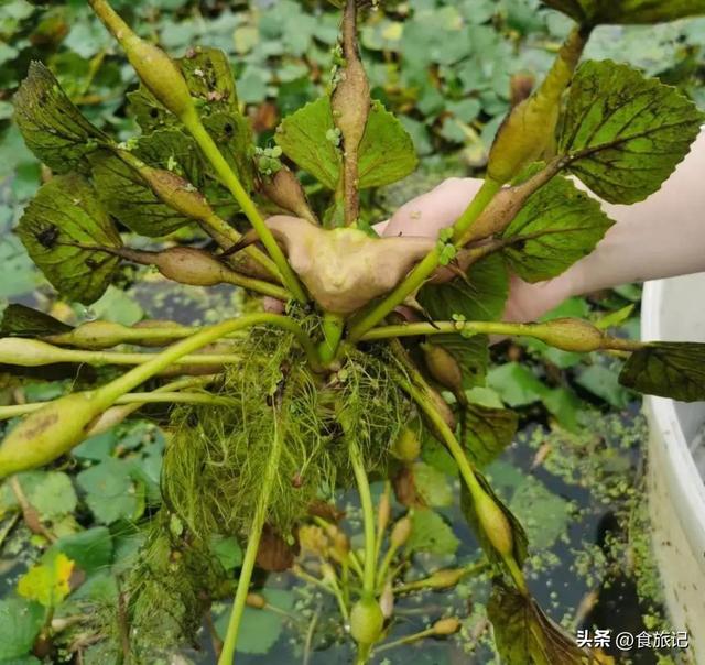 生长在湖里的菱角藤有绿色的叶子,紫色的茎和亮黄色的花