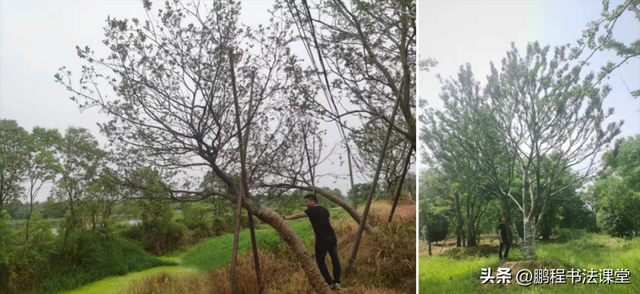 梦见植物是什么征兆，干货丨植物寓意篇