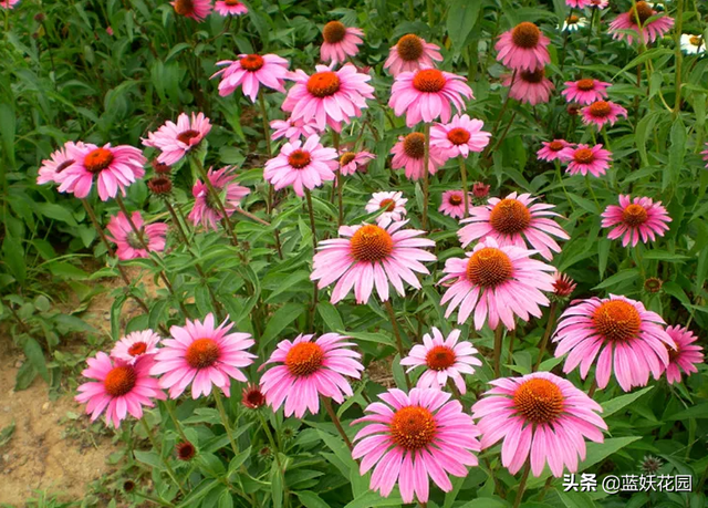 紫松果菊种植方法，紫松果菊种子（松果菊不仅好看花量大）