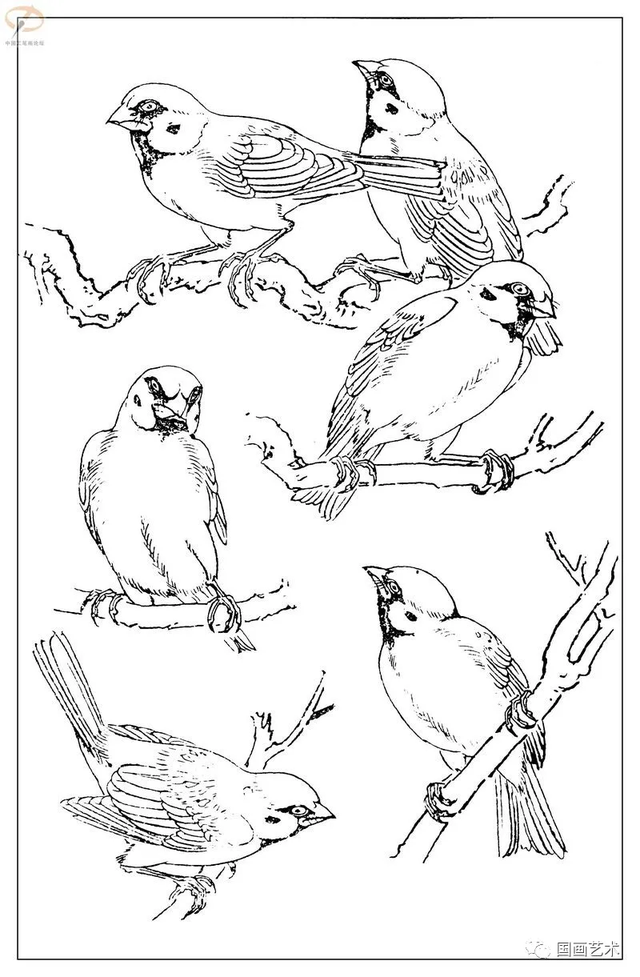 火的简笔画图片，火焰怎么画简笔画图片（画鸟参考——白描麻雀百图）