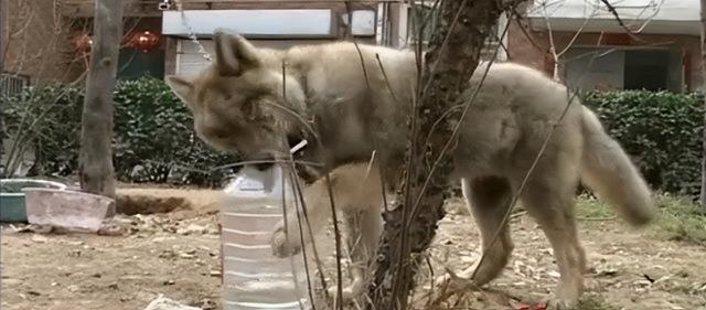 狼的寿命，北极狼的寿命（2008年陕西男子捡到一条“狗”）