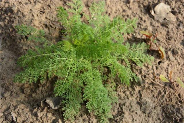 迷迷蒿是什么，迷迷蒿是什么草（田间杂草“播娘蒿”）