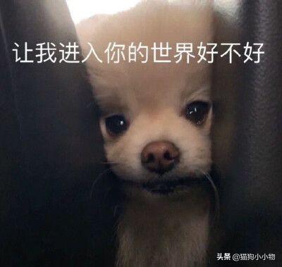 狼叫是什么意思，在狼群中学会狼叫是什么意思（狗子为何总发出“狼叫”声）