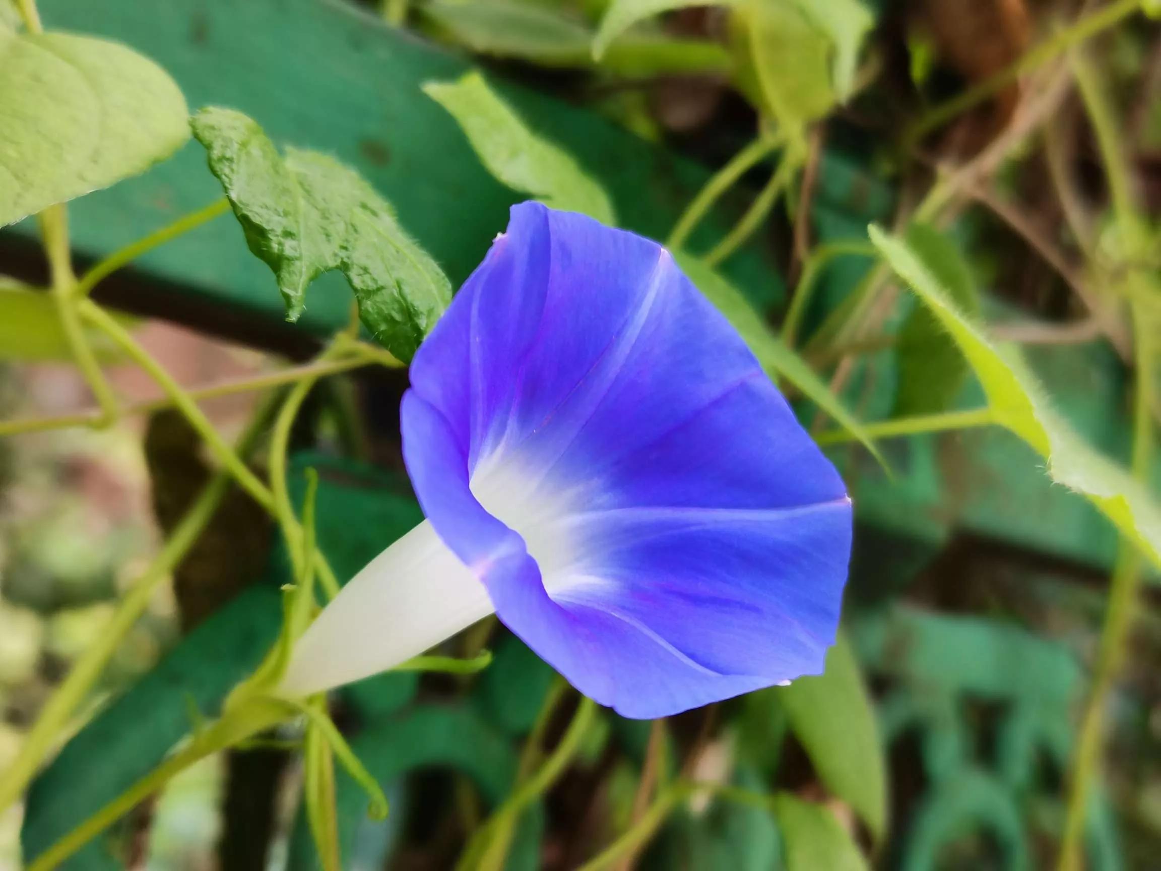 牵牛花图片大全，牵牛花品种大全（与君共赏牵牛花美图大全）