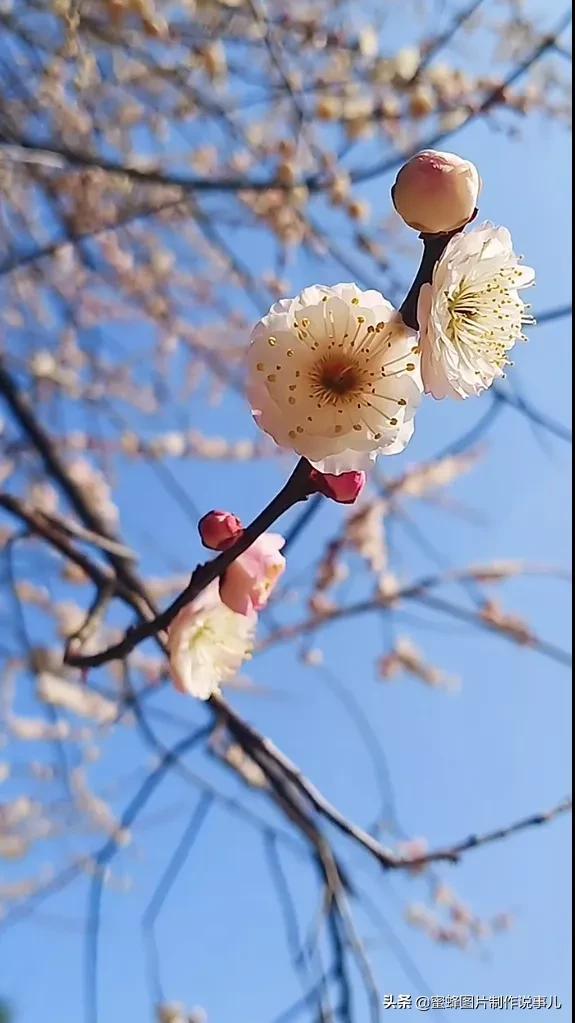 莺歌燕舞是什么季节，柳绿花红莺歌燕舞是什么季节（百花争艳的季节）