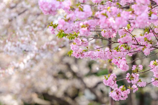 描写樱花的唯美句子，描写樱花的诗句（30句描写樱花的唯美诗句）