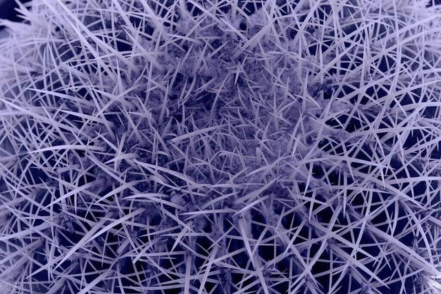 适合盆栽的花卉 ，好养易活的盆栽花卉（“花旺人不旺”）