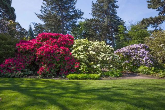 用来比喻爱情的动物，用动物比喻爱情的句子（也该成为四川人的恋爱标配）