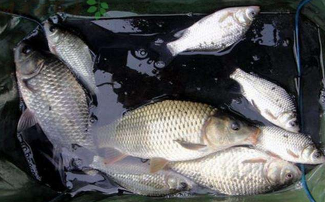 春钓鲫鱼绝密技巧，春钓鲫鱼切勿到了水边就开钓