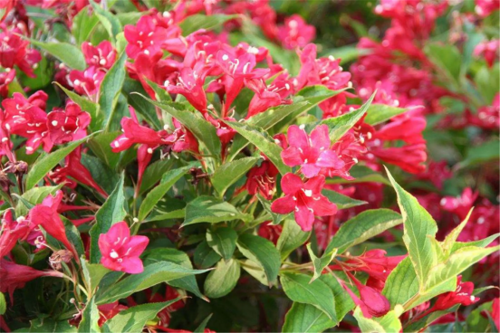 春天开的常见的花，春天的花有哪些（春天的花有哪些 名字）