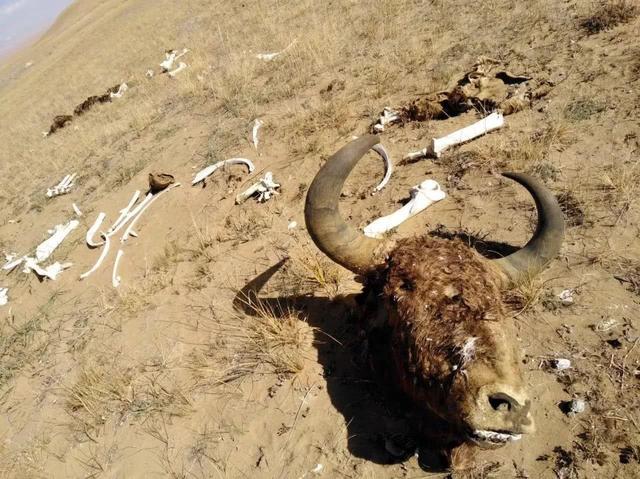 昆仑山的死亡谷究竟有哪些秘密，昆仑山深处究竟掩藏了什么秘密