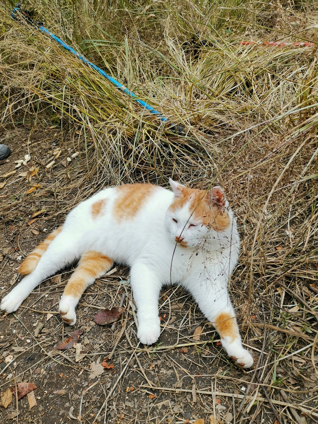 秦岭简单的爬山穿越线路，穿越秦岭子午大环线