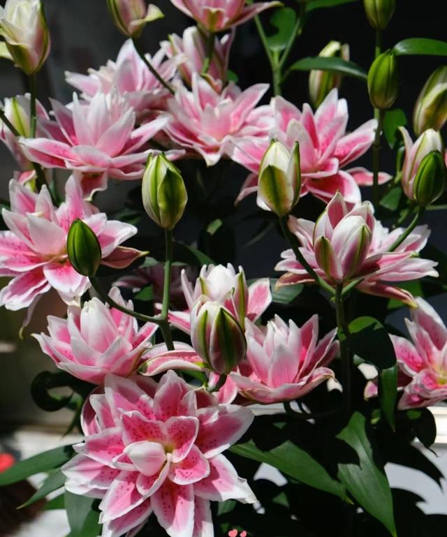 好看的重瓣百合，阳台养重瓣百合花