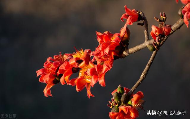 春天的花有哪些，春天21种可以食用的鲜花（一年四季都盛开的花是什么花）