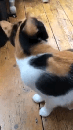 timi是什么意思，timi中是什么意思（“养了一只患有听力障碍的小猫咪）