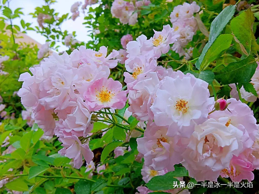 蔷薇花语，蔷薇花语是什么意思 寓意（随笔：蔷薇花开艳流年）